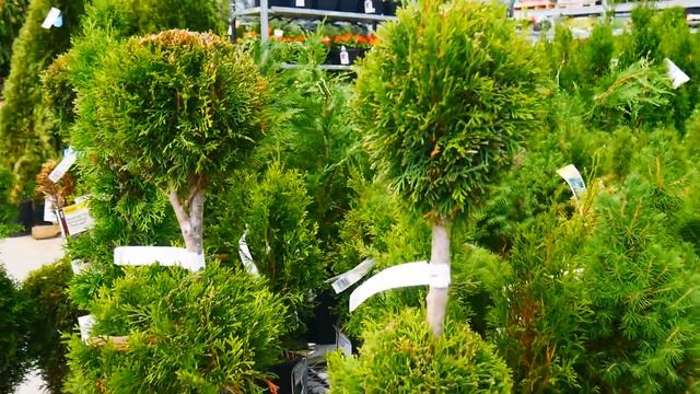 Цветы . кусты, деревья . Магазин Home Depot .Цветочный отдел. смотреть онлайн
