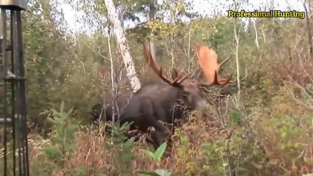 Moose fights for his life from the hunter's bow and arrows смотреть онлайн