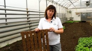 Как правильно сажать редиску семенами? Выращивание и уход за редисом.