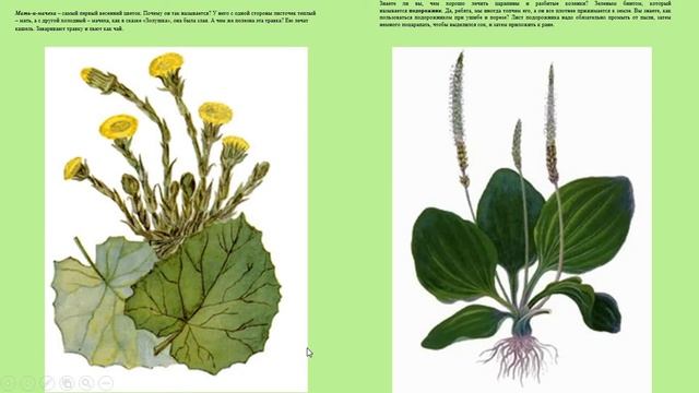 Естествознание 8. Какие растения лечат? 0 класс смотреть онлайн