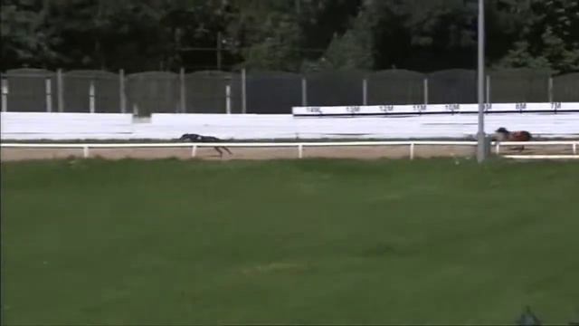 Kinsley Greyhound Races on 13th August 2021 смотреть онлайн