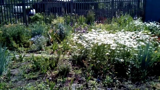 Дача. Июнь.2017. Обзор садового участка. смотреть онлайн