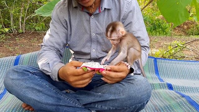 Baby Monkey Santa she is healthy and very agile смотреть онлайн