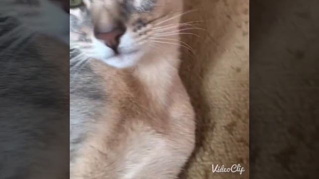 Абиссинская кошечка голубого окраса? смотреть онлайн