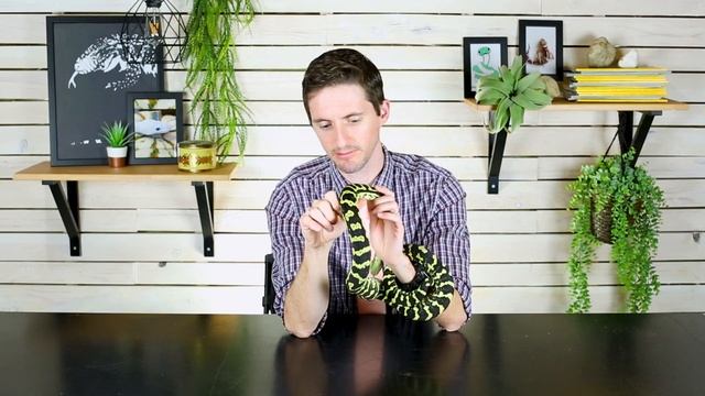 RESPIRATORY INFECTION - How To Save Your Snake смотреть онлайн