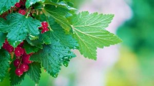 Лекарственные и ядовитые растения..mp4