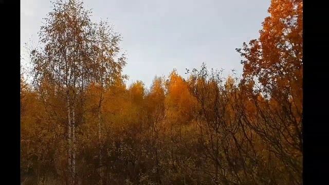 "Ноябрь" - стихи и фотоработы Эльвиры Игоревны смотреть онлайн