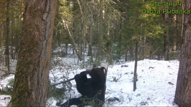 Что же сняли фотоловушки за полгода??? смотреть онлайн