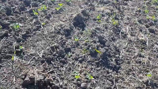 Зимующий горох. Всходы. Октябрь 2018 смотреть онлайн