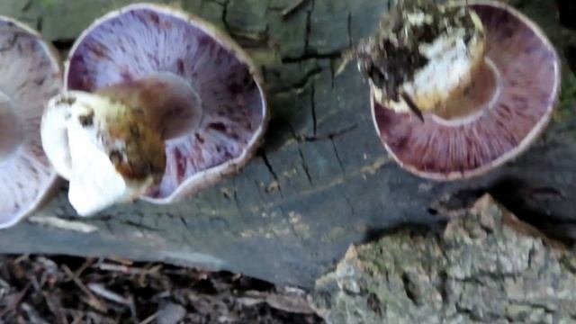 Foraging Wild Colorado PORCINI Mushrooms! смотреть онлайн