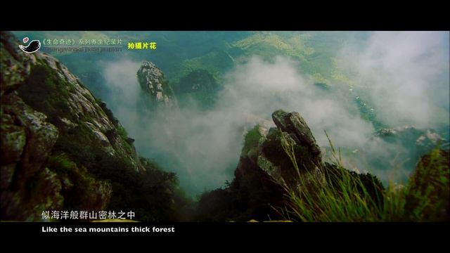 Занятия Тайчи (Шаолинь) смотреть онлайн