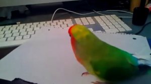 Попугай вставляет в хвост полоски из бумаги