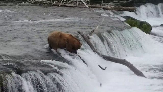 Bears fishing!(3) смотреть онлайн