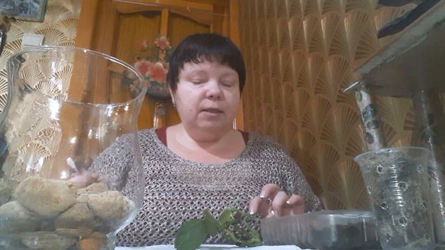 Посадка phal. Sarah-1477 • 2 в З/С. смотреть онлайн