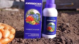 Дачные хитрости - подготовка посадочного материала с витаминами Аминосил.