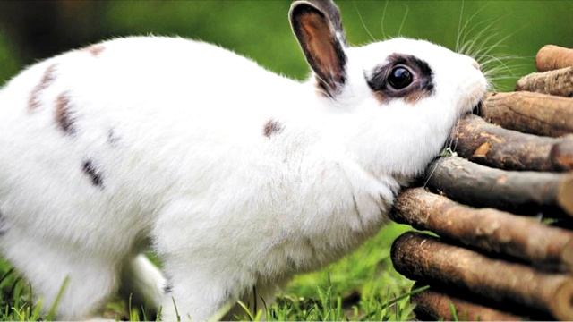 Территориальное поведение кроликов. Кролик дома смотреть онлайн