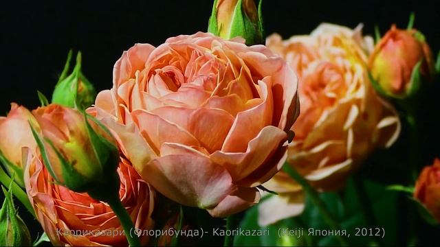 Как распускается роза Каоликазали - Kaorikazari (Keiji Япония, 2012) смотреть онлайн