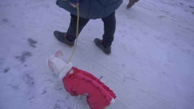 Встреча с подписчиками из телеграм. Бульдожка Лу знакомится с нашими собаками. Конкурс в конце виде смотреть онлайн