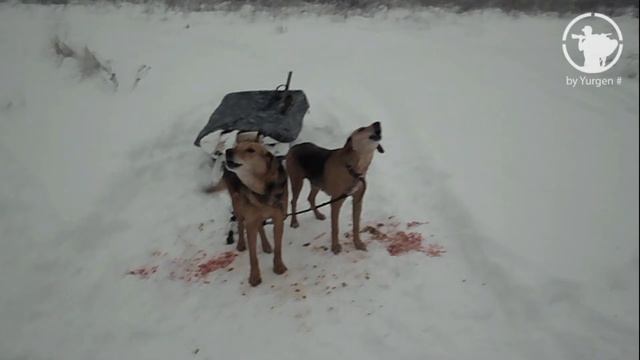 Горн из двустволки. Как егеря развлекаются после загонов. смотреть онлайн