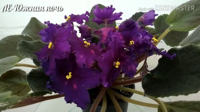 Фиалка ЛЕ-Южная ночь смотреть онлайн