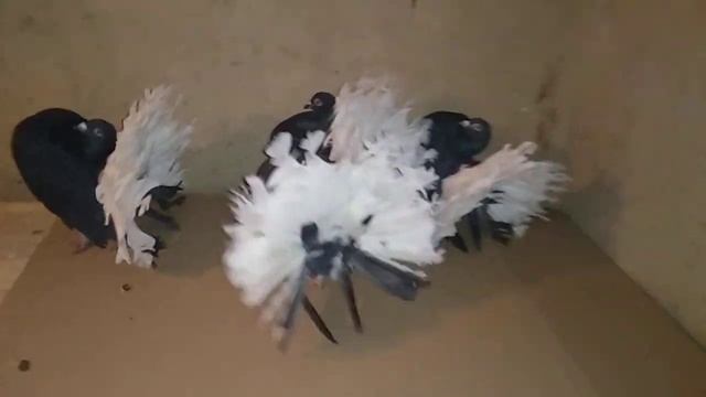 Павлины чёрно белохвостые на 2023 год смотреть онлайн