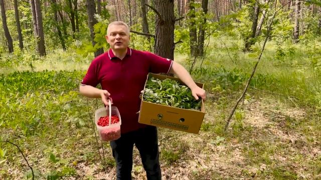 ФЕРМЕНТИРОВАННЫЙ ЧАЙ ИЗ ЛИСТЬЕВ ЗЕМЛЯНИКИ!!! - Андрей Гренок смотреть онлайн