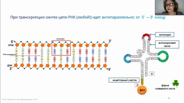 ЕГЭ-2021 по биологии. Практикум «Методика решения задач по молекулярной биологии» смотреть онлайн