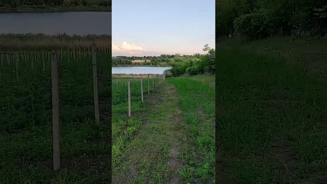 Малина Джоан Джей. Першорічка. 9 липня 2022 рік смотреть онлайн