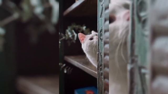 ТОП 10 / Самые МИМИМИШНЫЕ животные на ЗЕМЛЕ! МИЛЫЕ ЖИВОТНЫЕ смотреть онлайн