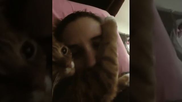 Спокойной ночи, мой любимый человечек...🐾😸 смотреть онлайн