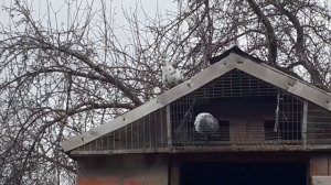 Любимый полет голубей Николаевские бабочки! Почему николаевские бабочки бывают разные?