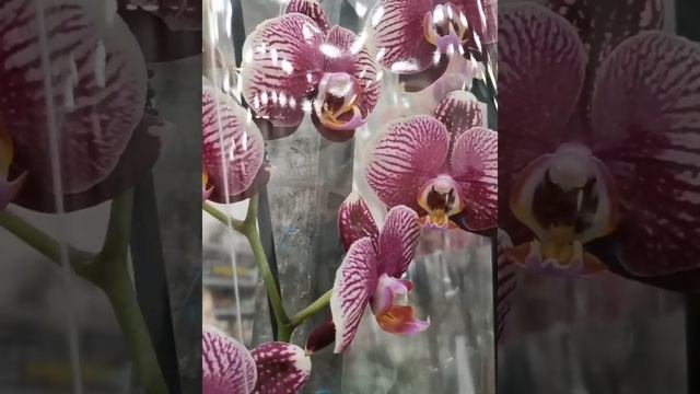 FLOREVILLE 5.04.21г.побывала там в первый раз:) довольная на 100%. Море красоты смотреть онлайн