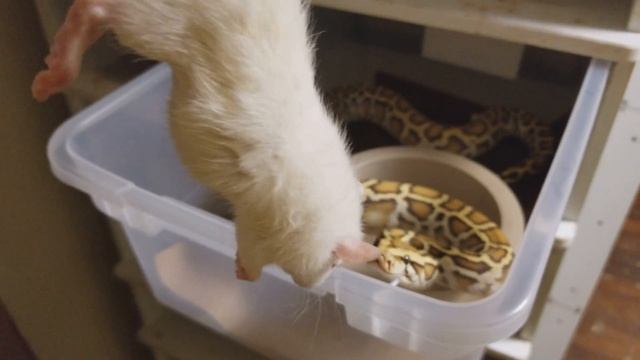 Caramel Burmese Python UPDATE/FEEDING смотреть онлайн