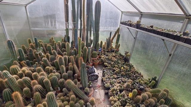 Fungal Infections in Autumn and Spring - Cactus Jerk смотреть онлайн