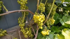 ВИНОГРАД ГАРОЛЬД 2019г