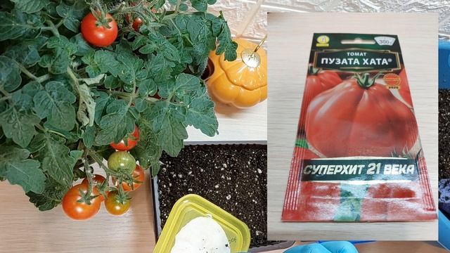 СЕЕМ ТОМАТЫ БЕЗ ОШИБОК...СОСТАВ ГРУНТА И ОБЗОР СОРТОВ И ГИБРИДОВ... смотреть онлайн