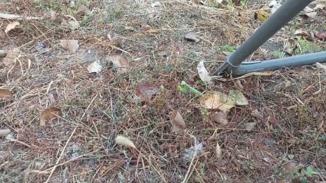 Котенок в первые увидел богомола - смешные животные смотреть онлайн