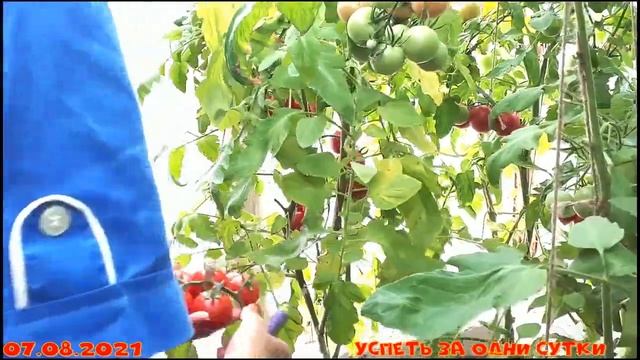 07.08.2021 Томат ? черри Малиновый земледелец F1. Описание гибрида, мои наблюдения, дегустация. смотреть онлайн