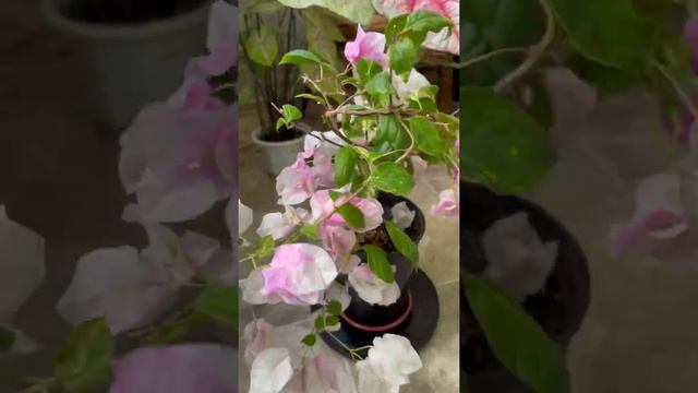 Обрезка цветущей бугенвиллии смотреть онлайн