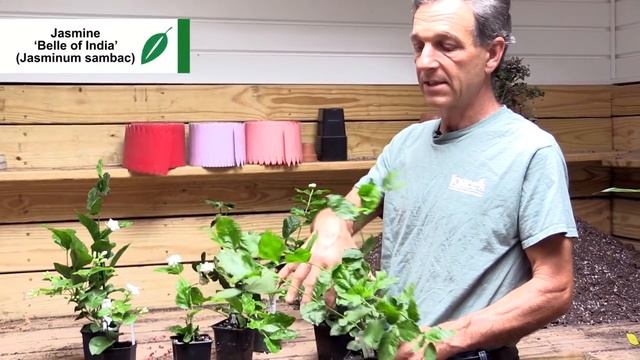 Growing Jasmine (Jasminum sambac) - How to Grow Jasmine смотреть онлайн