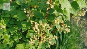 Всегда варю кисель для черной смородины. Подкормка весной.