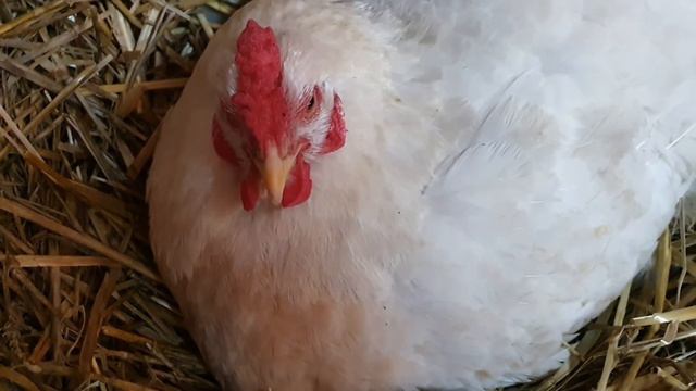 что нужно сделать что бы куры перестали кыркать смотреть онлайн