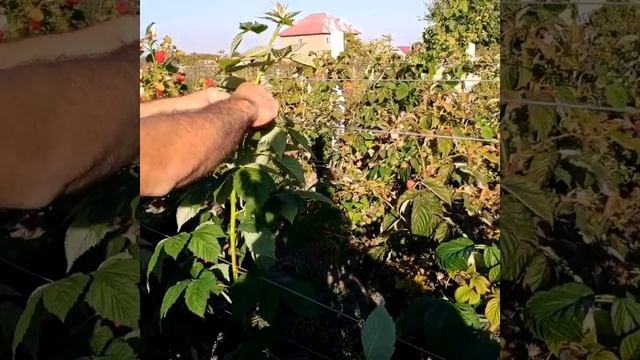 Подвязка малины. Уход за малиной. смотреть онлайн