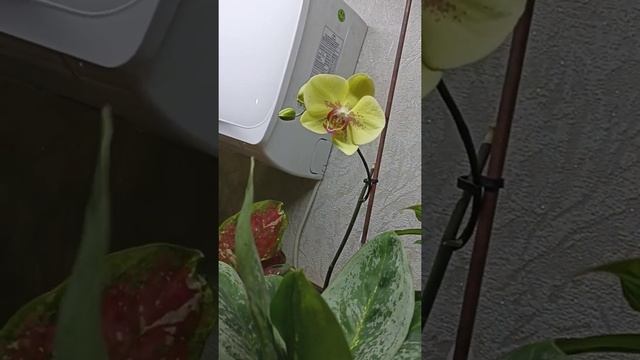цветение жолтой орхидеи(фаленопсис жолтый) смотреть онлайн