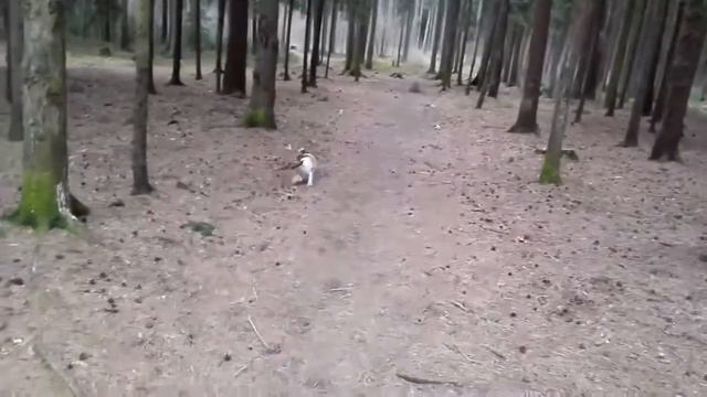 Джек рассел терьер прикол смотреть онлайн