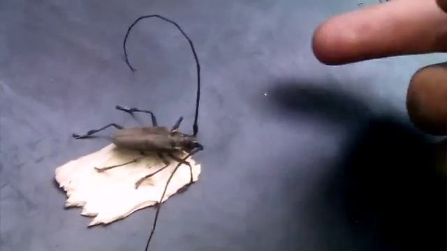 Жук усачь или дровосек смотреть онлайн