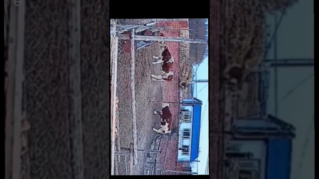 Бычок свободен смотреть онлайн