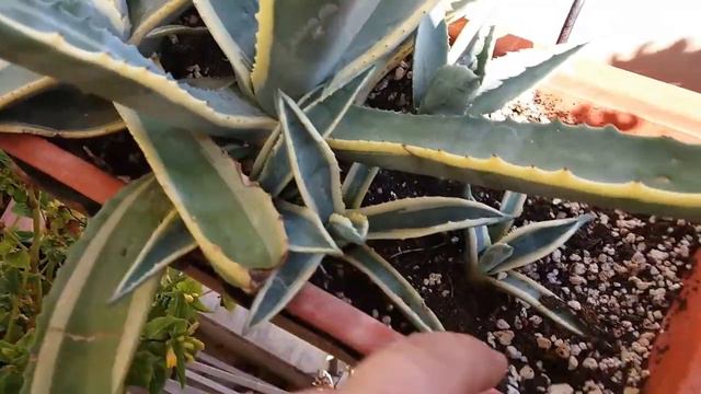 Update of my Agave americana variegata смотреть онлайн