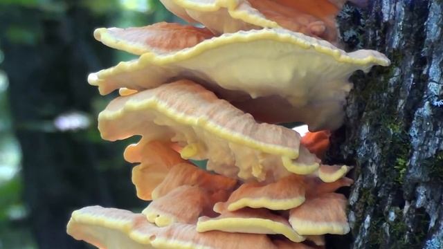 Chicken of the Woods (Laetiporus sulphureus) Close-up смотреть онлайн