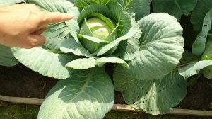 Видео привет с 6 соток 31 июля 2023 года